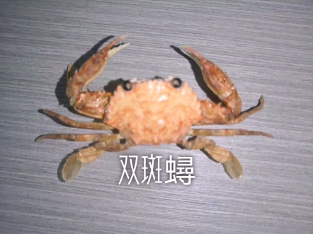 涓浗閾舵渤璇佸埜鍙屽瓙鏄熺數鑴戠増-九游会体育